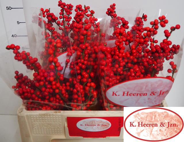 Илекс Красные ягоды 55, шт.