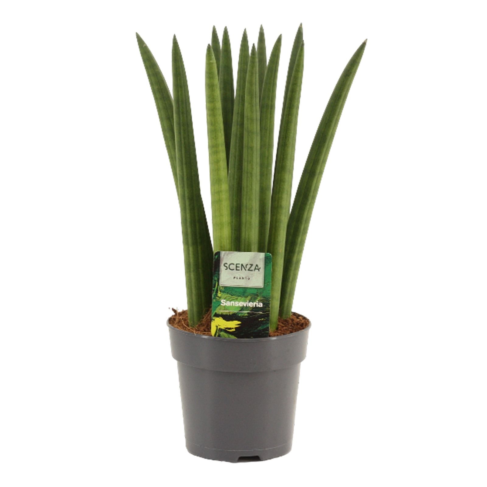Sansevieria Cylindrica 12 cm Straight, D 12