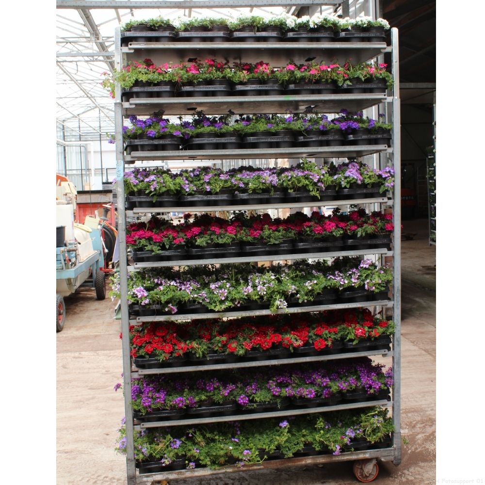 Verbena Magelana Mix CC, D 10,5