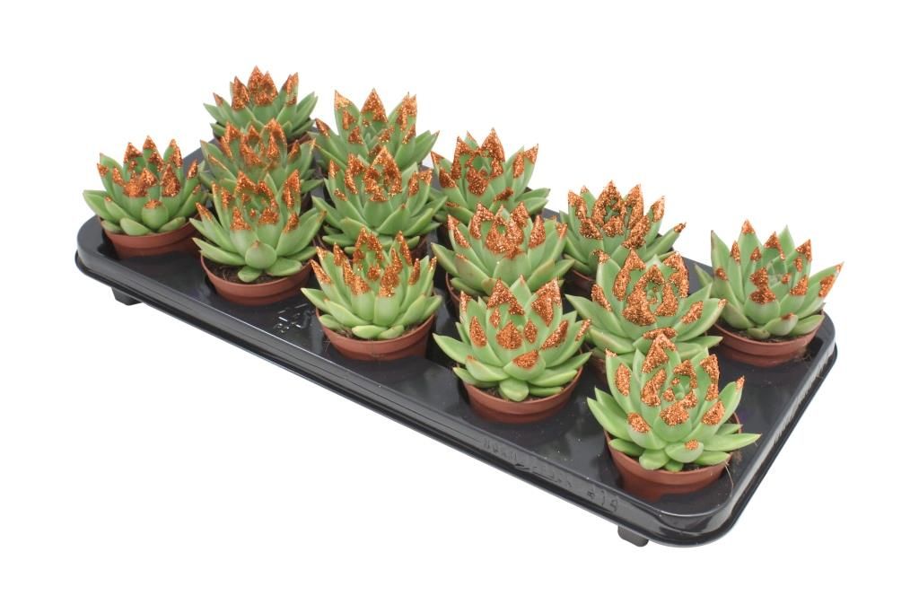 Miranda + bronze Natureglit® points, D 8,5