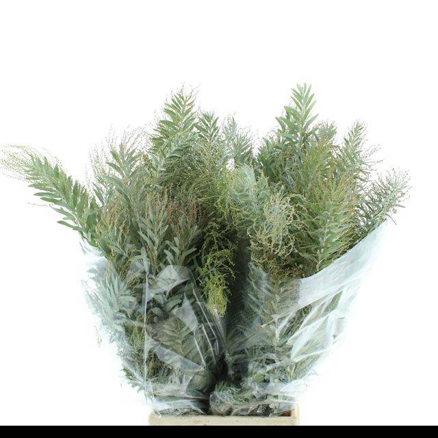 Мимоза Клэр де Лун за пучок 65, пуч.