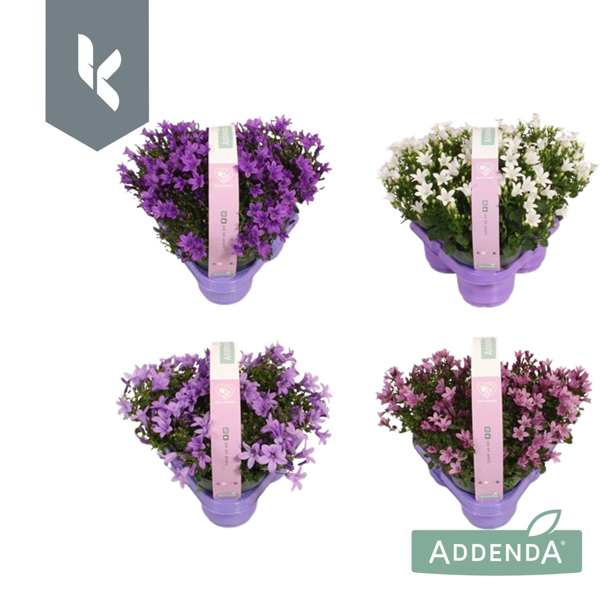Campanula Ambella Mix Laag, minimaal 3 kleuren. In 3-Pack, D 10,5