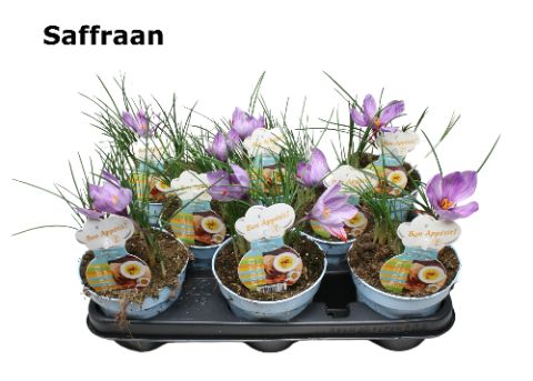 Saffraan eetbare bloem, D 12