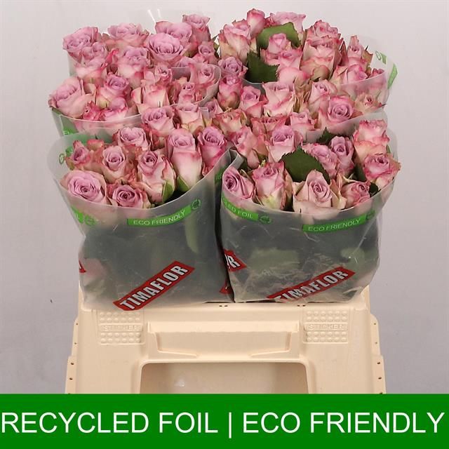 Роза од. Мемори Лэйн 40, шт.