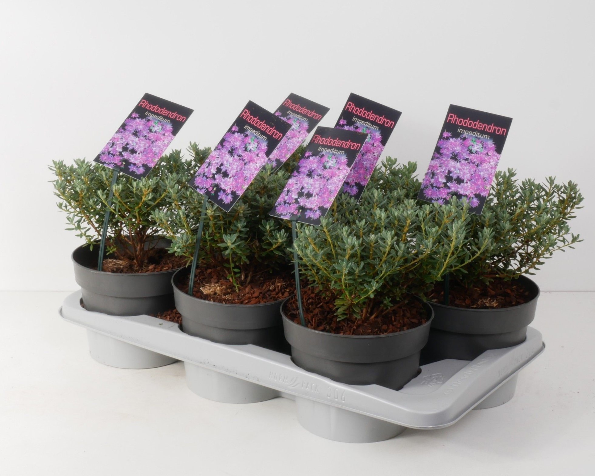 Rhododendron 'Impeditum' P17, D 17 cm