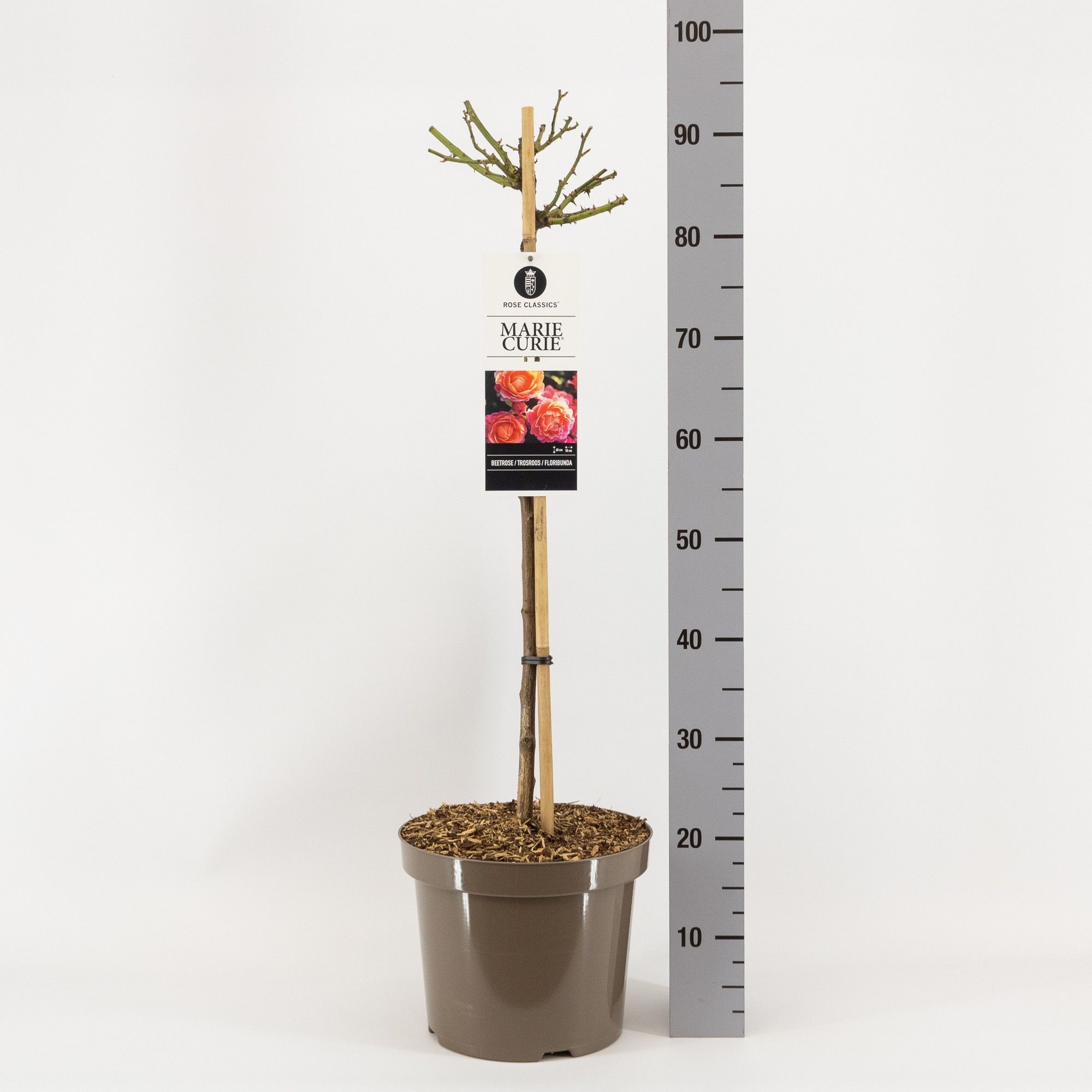 Rosa (F) Marie Curie ®, stam 70, C7.5, D 26