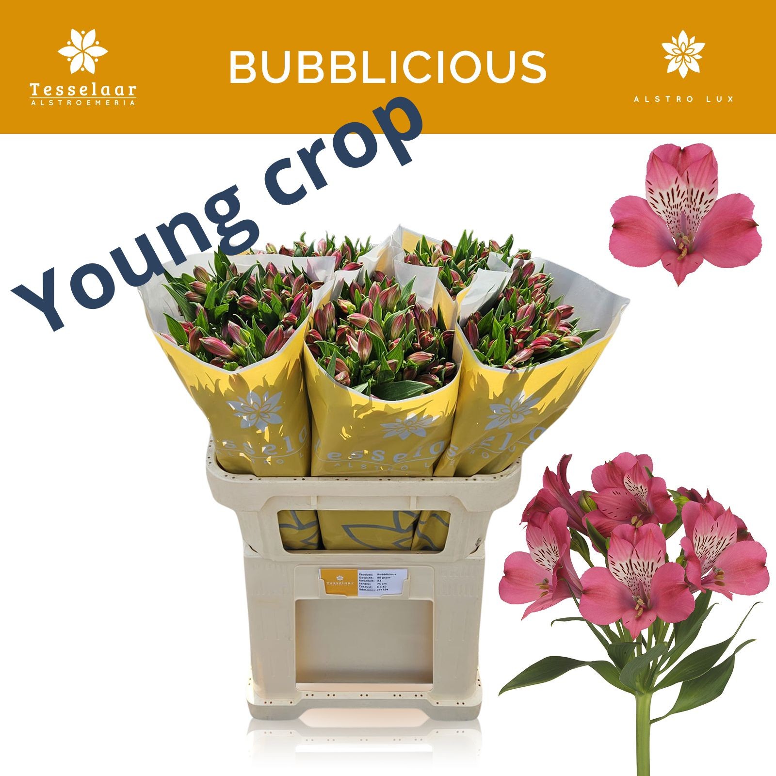 Альстромерия Баблишес, шт.