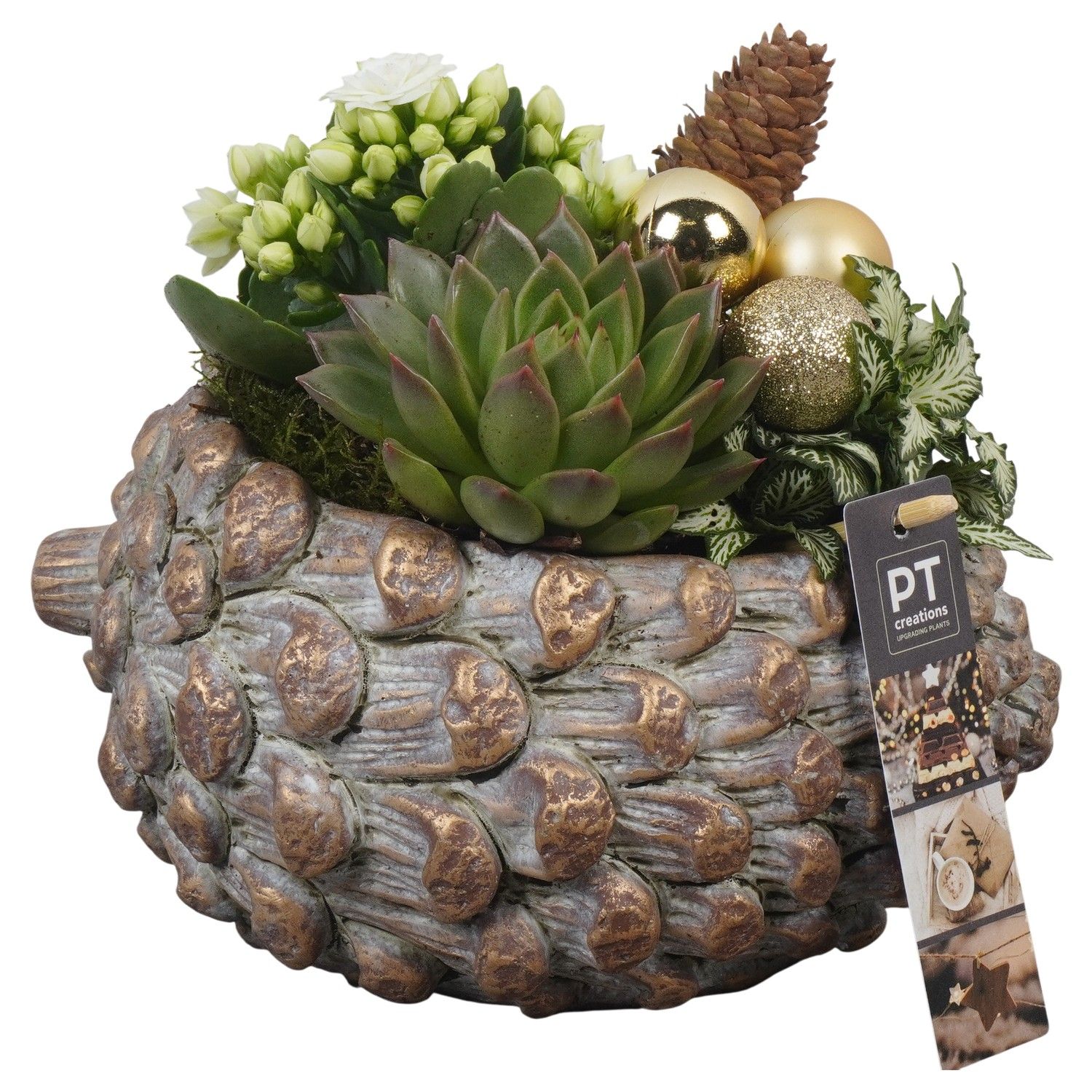 PTCHG5646 Arrangement Christmas Gold in beton pot, D 21 cm