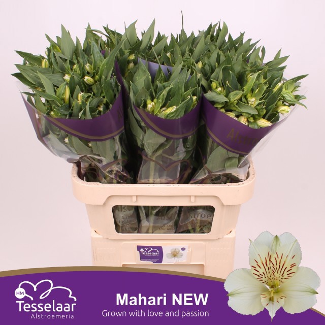 Альстромерия Махари, шт.