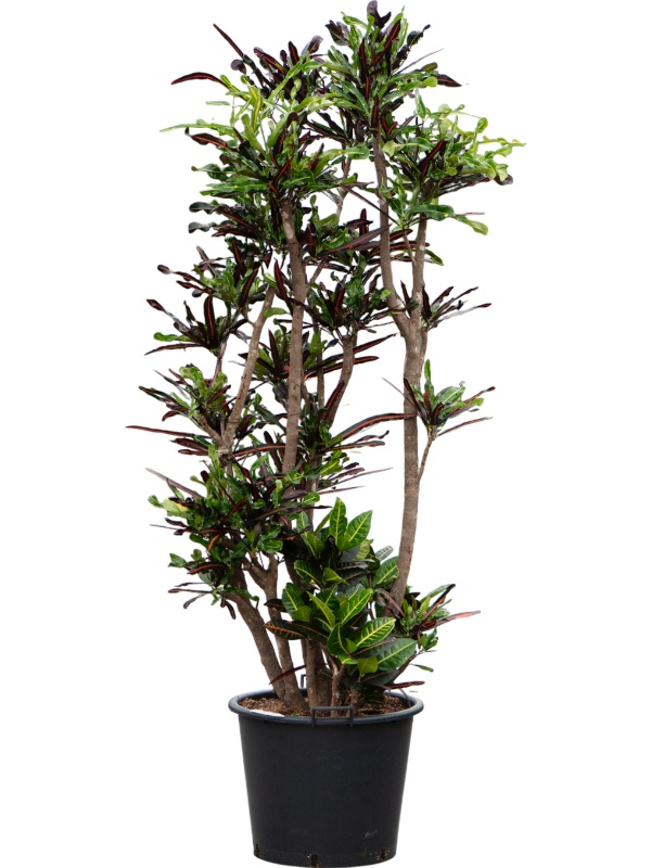 Croton (Codiaeum) variegatum 'Mammi', D 50