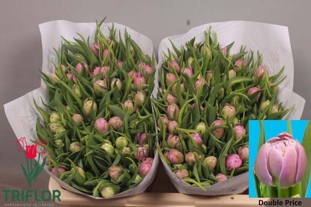 Тюльпан дв. Дабл Прайс, шт. Тюльпан дв. Дабл Прайс, шт.
