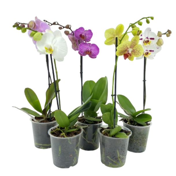 PHAL 1T MIX 6+ 40-55, D 12