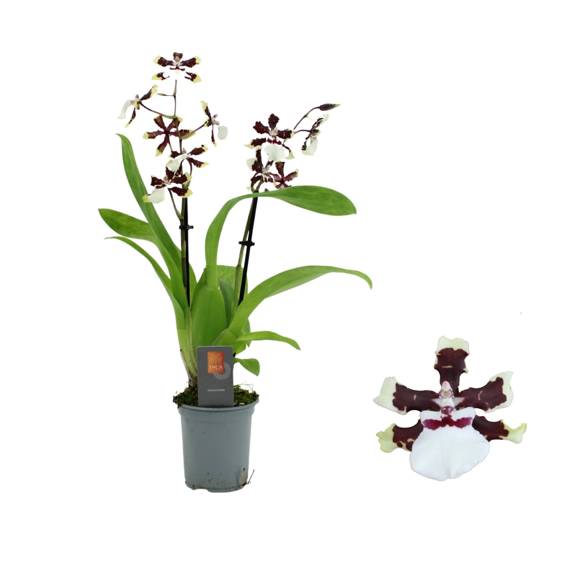 Inca Cambria Bounty 2 spike 9cm, D 9 cm