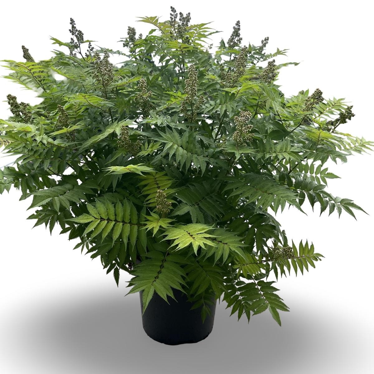 Sorbaria sorbif. 'Sem', D 32 cm