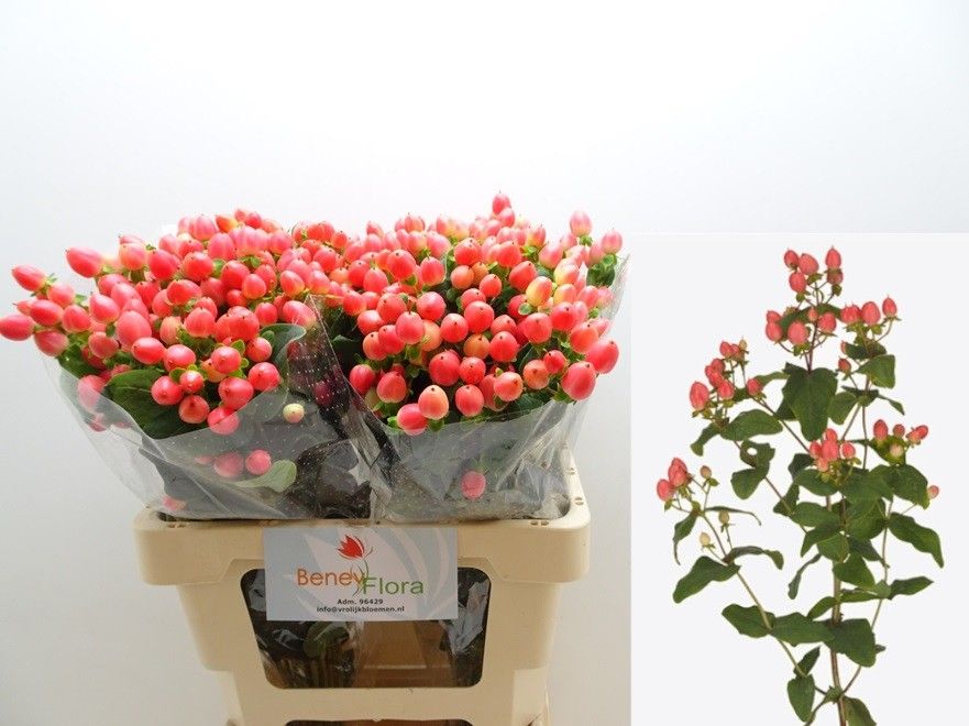 Гипперикум Мэджикал Роял Принцесс 60, шт.