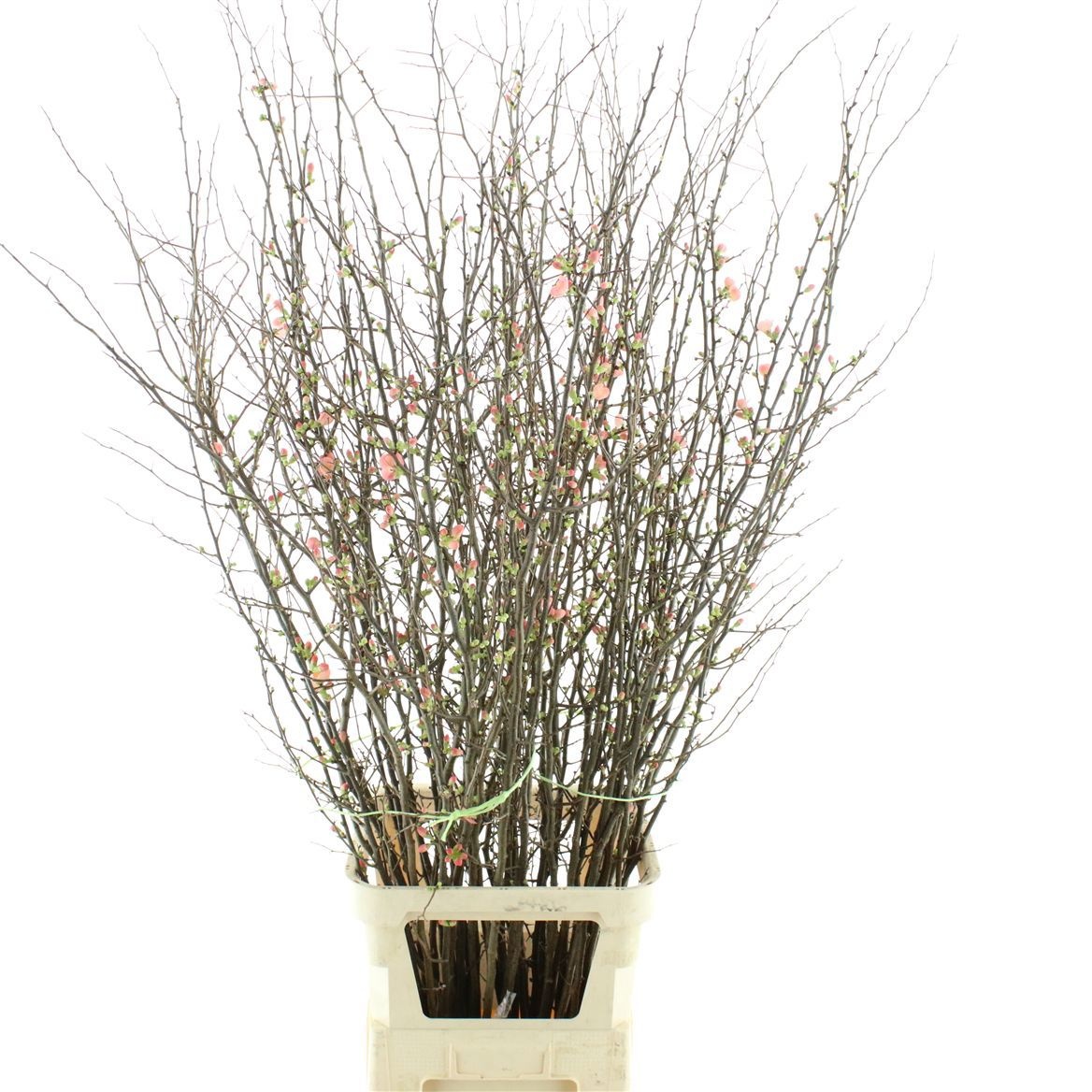 Хаеномелис Суперба 160, шт.