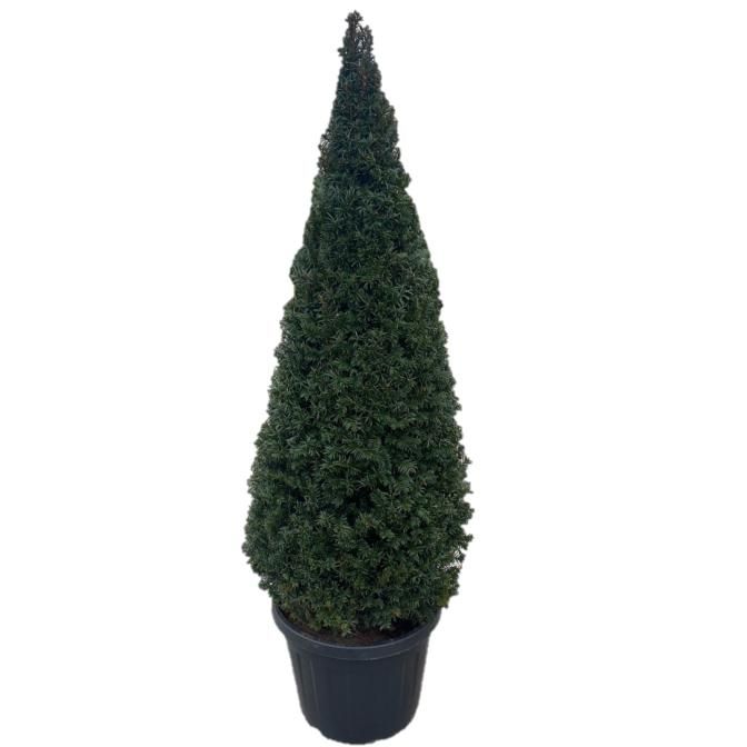 Taxus baccata Pyramiden p 65 (z) 150-+ ©, D 65 cm