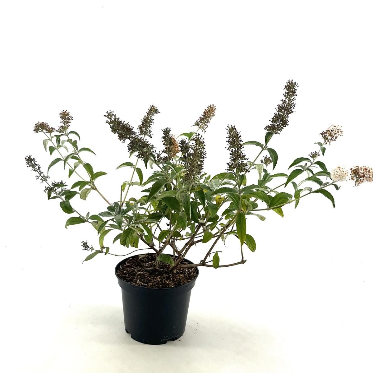 Buddleja Flutterby Pet. Snow White, D 19