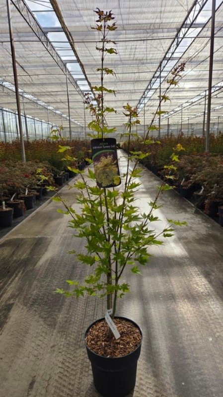 Acer pal. 'Summer Gold', D 32