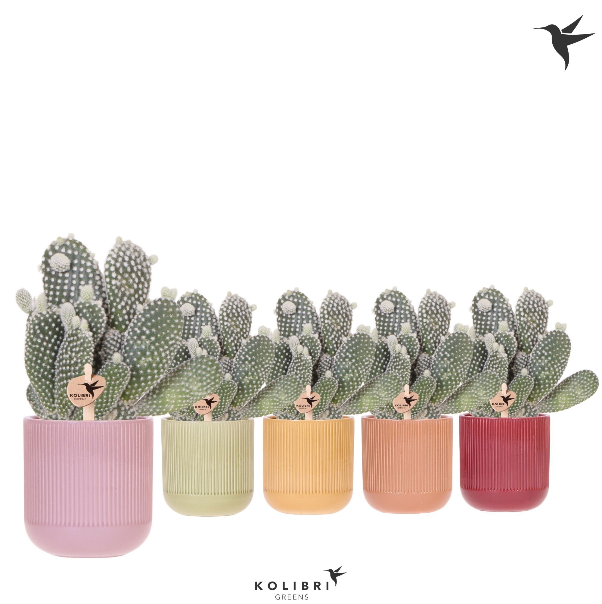 Kolibri Greens Opuntia white in Flare pot mix, D 9 cm