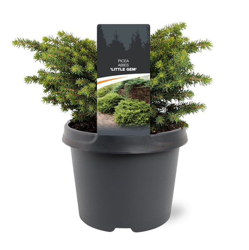 Picea abies 'Little Gem', D 19