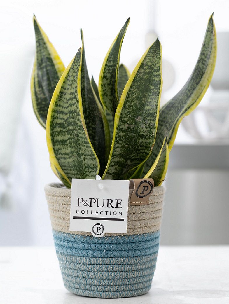 Sansevieria Trif. "Futura Superba" in P&PURE Fashionpot Valerie, D 12