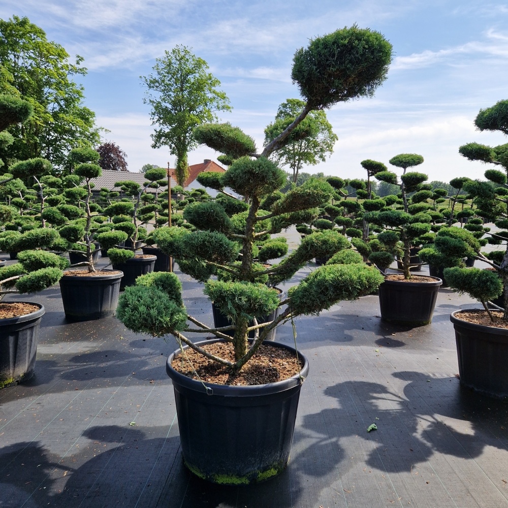 Juniperus media 'Hetzii', D 78 cm
