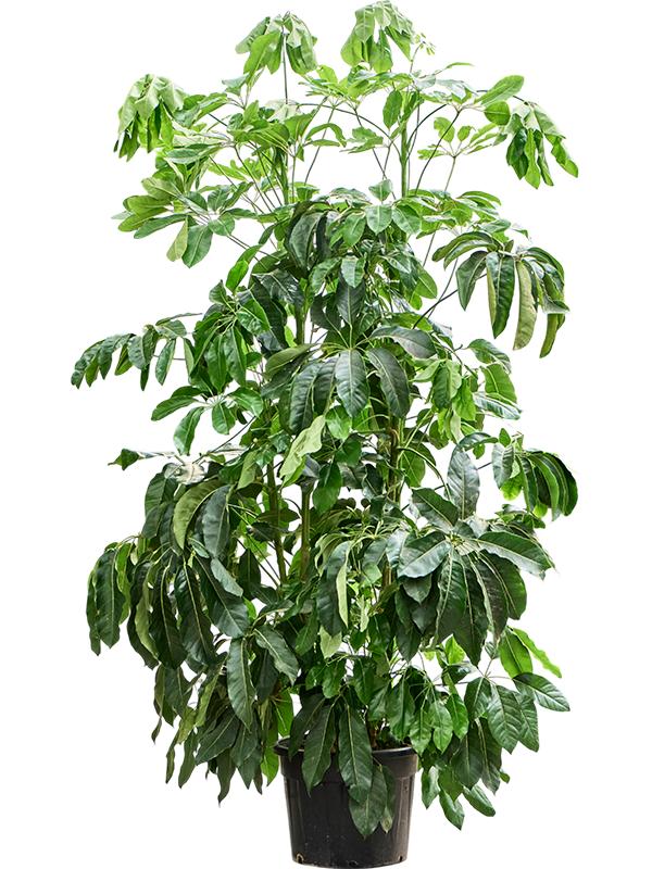 Schefflera actinophylla 'Amate', D 55 cm Schefflera actinophylla 'Amate', D 55 cm