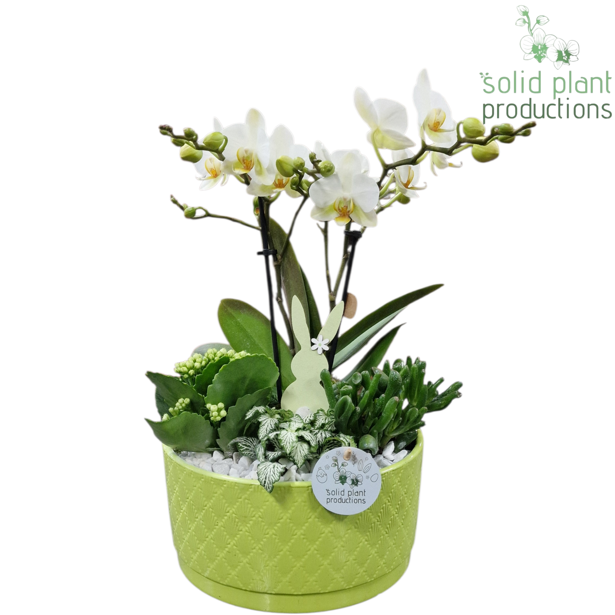 PH004 Stella Green, D 22