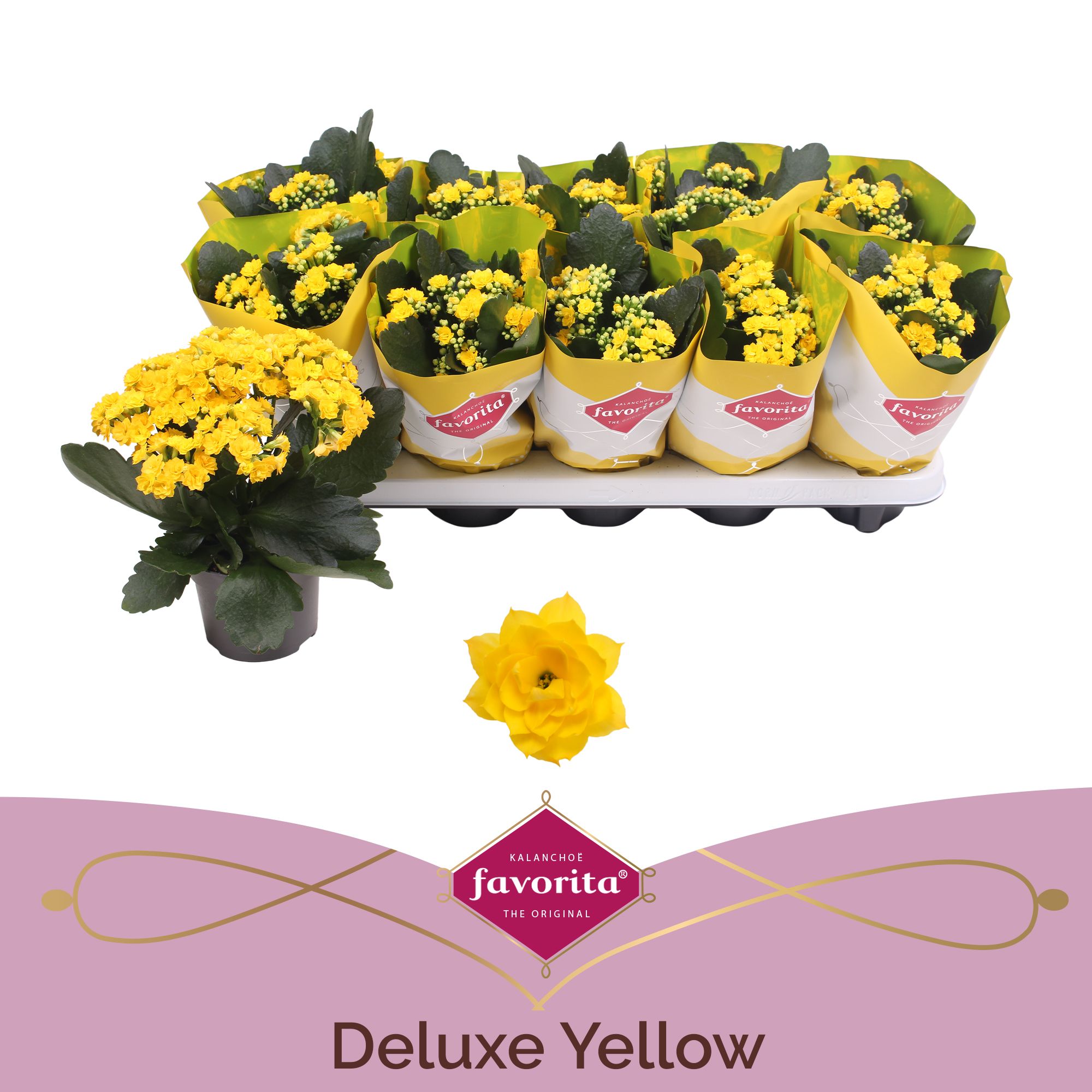 Kalanchoe Double Deluxe Yellow stadium 2, D 10,5 cm Kalanchoe Double Deluxe Yellow stadium 2, D 10,5 cm