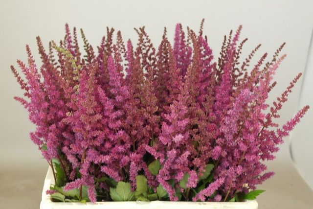 Астильба Мэгги Дейли 60, шт.