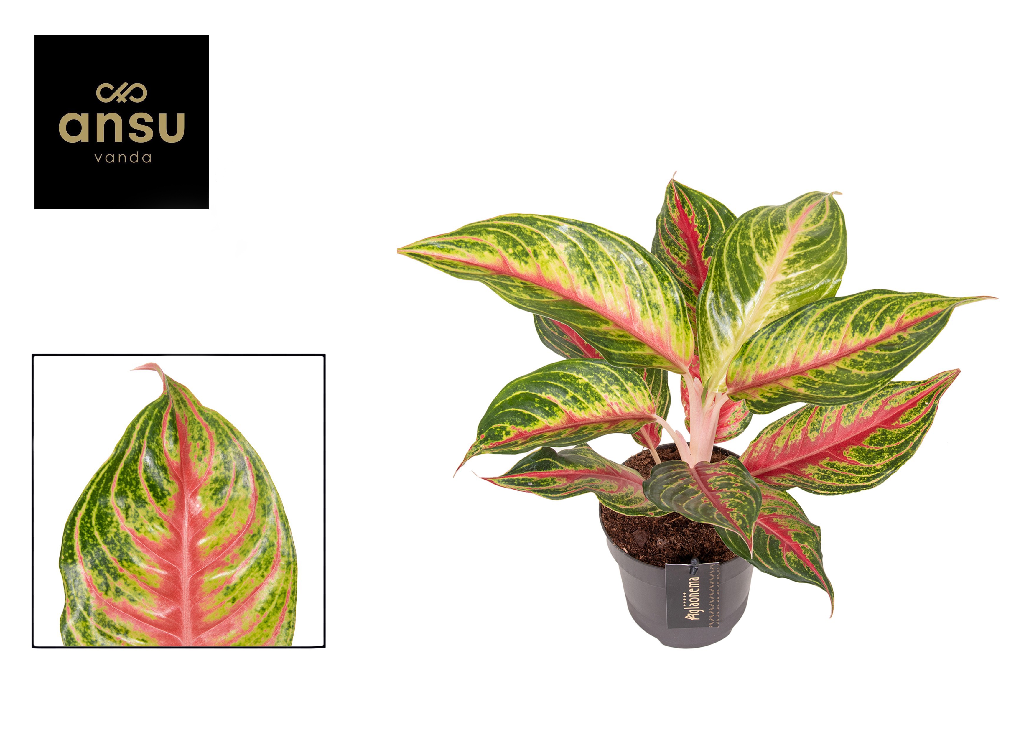 Aglaonema Eyecatcher Red, D 12