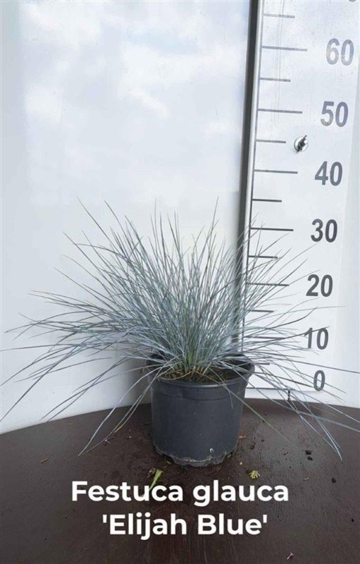 Festuca glauca 'Elijah Blue', D 17