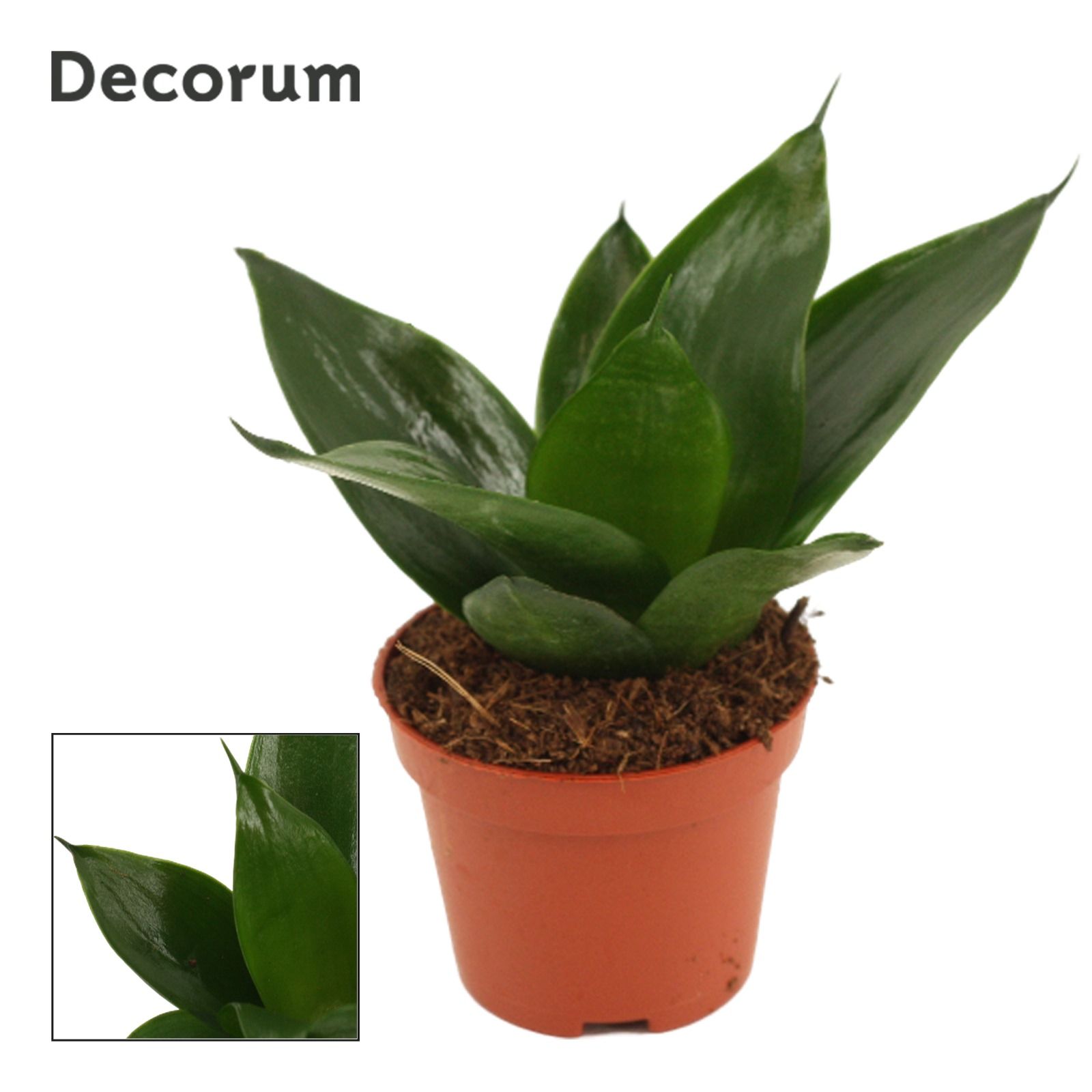 Sansevieria Hahnii 6 cm Black Jade (Decorum), D 6
