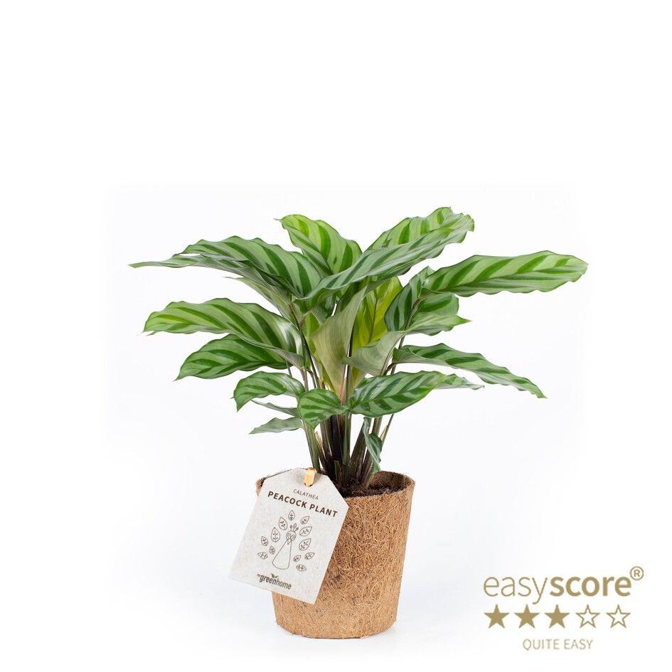 Calathea 'Freddy' - COCOZ, D 11