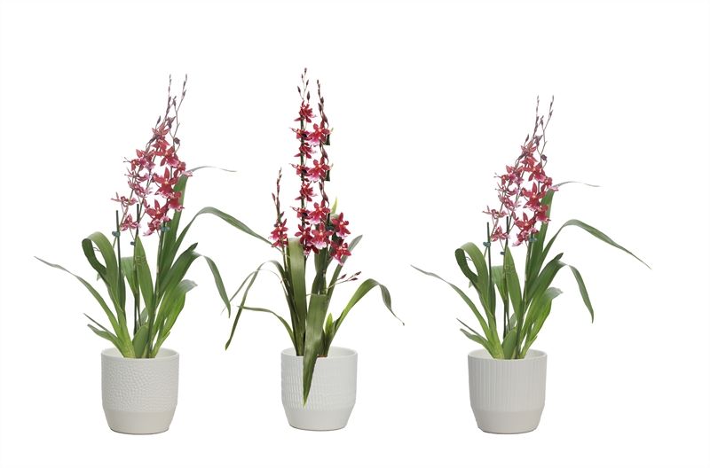 Tirza p12 vanille mix Cambria Barrocco Red 3-4T18+ compact, D 12