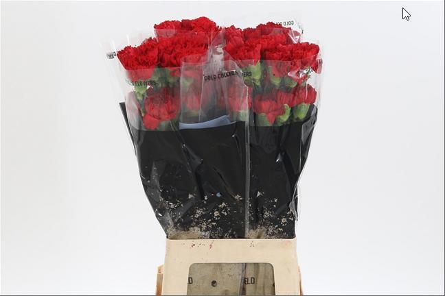 Диантус од. Дон Педро, шт.