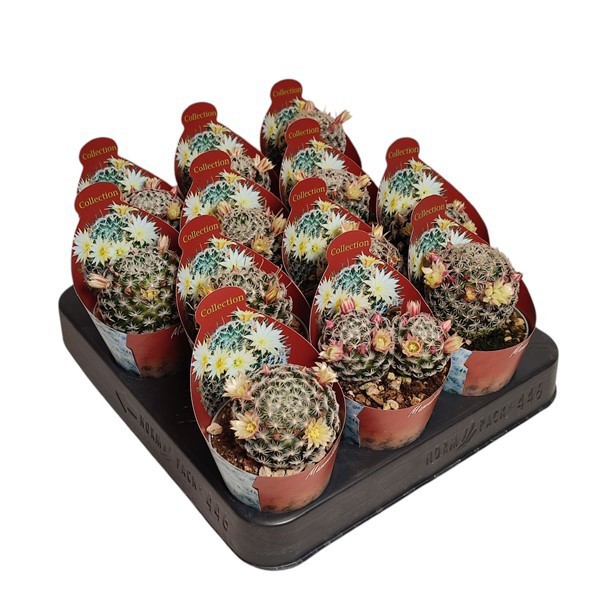 MAMMILLARIA DUWEI - POT Ø 6,5 WITH POTCOVER (SUCCULENTEN), D 6,5 cm