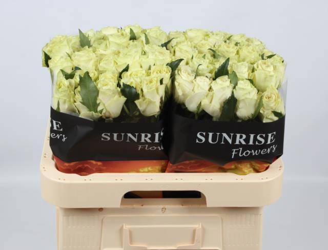 Роза од. Овериг 60, шт.