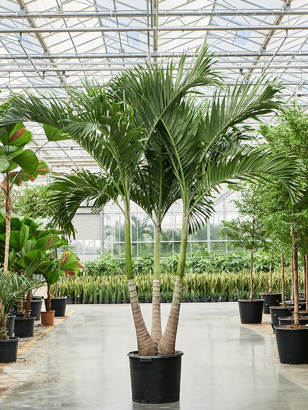 Veitchia (Adonidia) merrillii (400-425), D 70