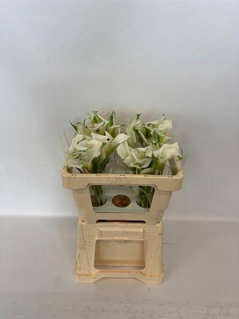 Калла Кристал Блаш 50, шт.