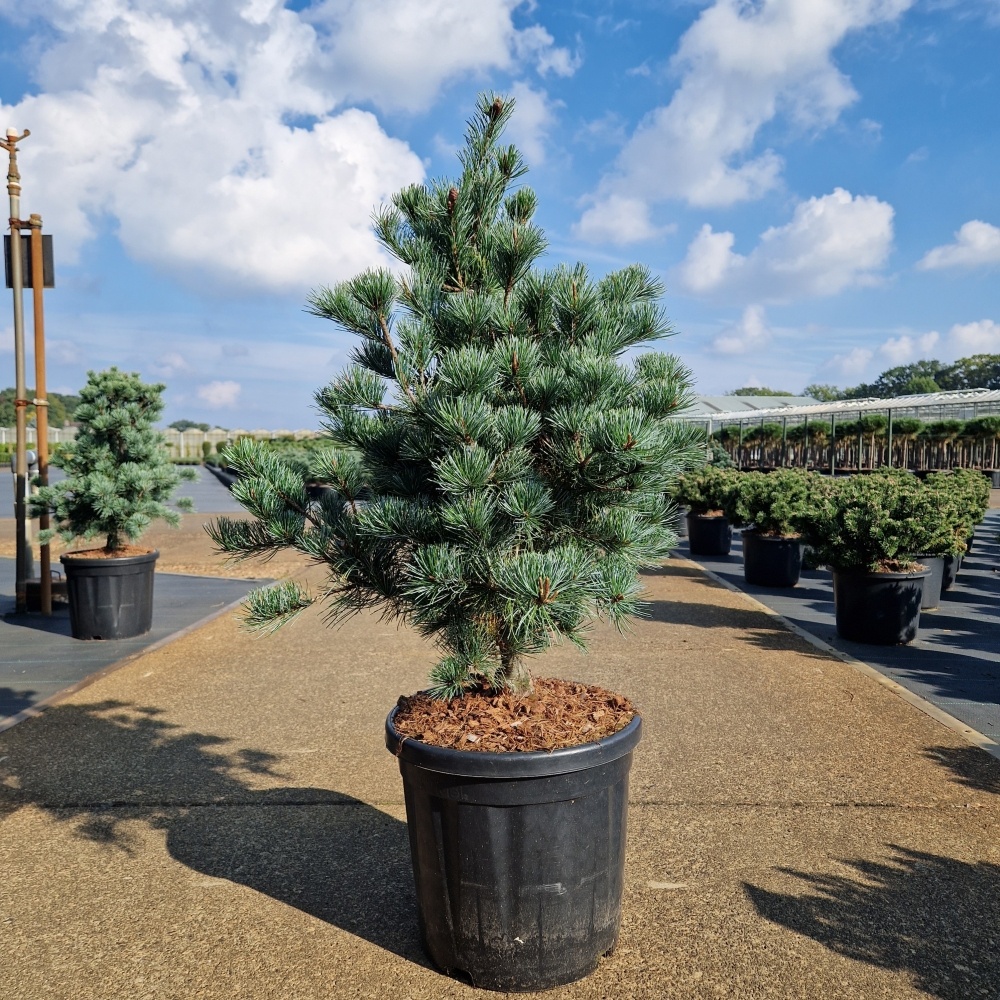 Pinus parviflora 'Negishi', D 32 cm
