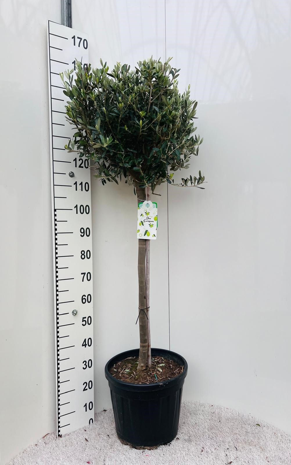 Olea europaea on stem, D 35