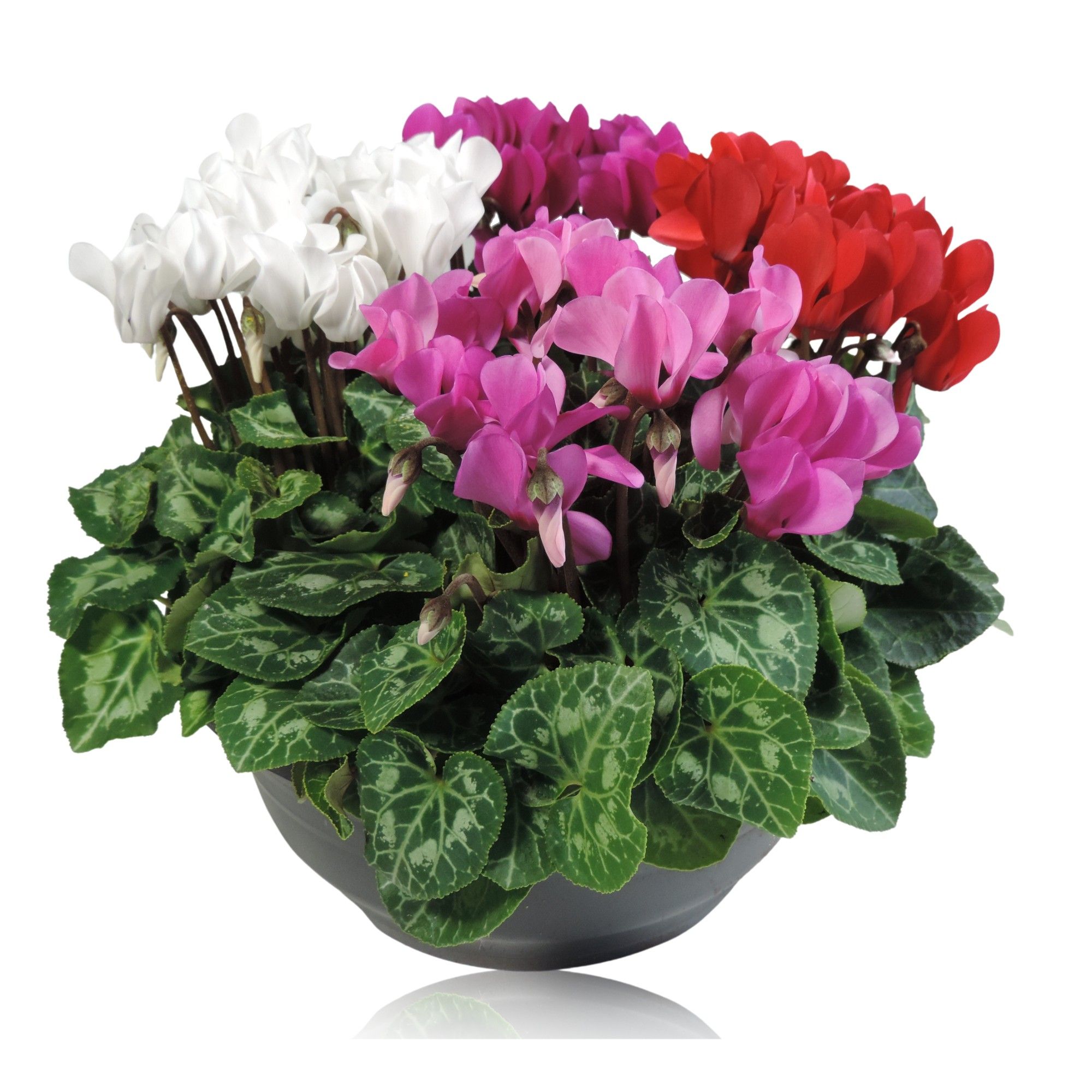 Cyclamen Super Serie Carnaval Schaal 23 cm, D 23