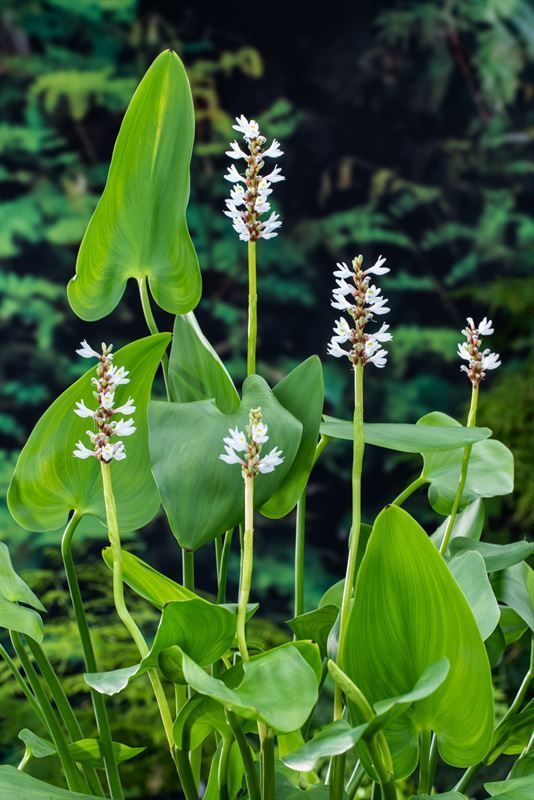 Pontederia cordata 'Alba' (18x18), D 18
