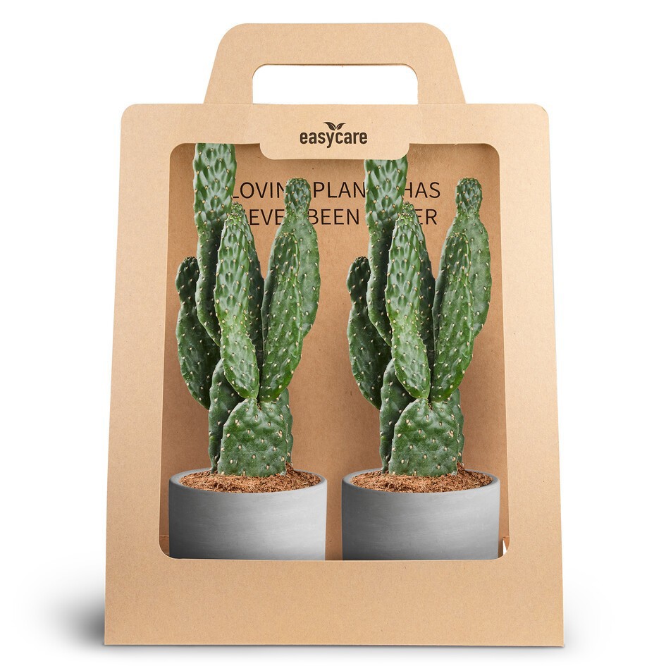 OPUNTIA RUBESCENS 30990018 2-Pack Raw Grey, Opun, D 10 cm