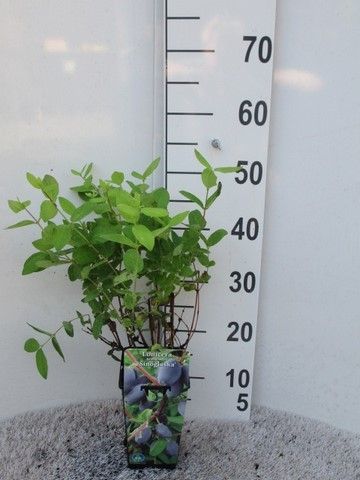 Lonicera k. Duet P14, D 14 cm