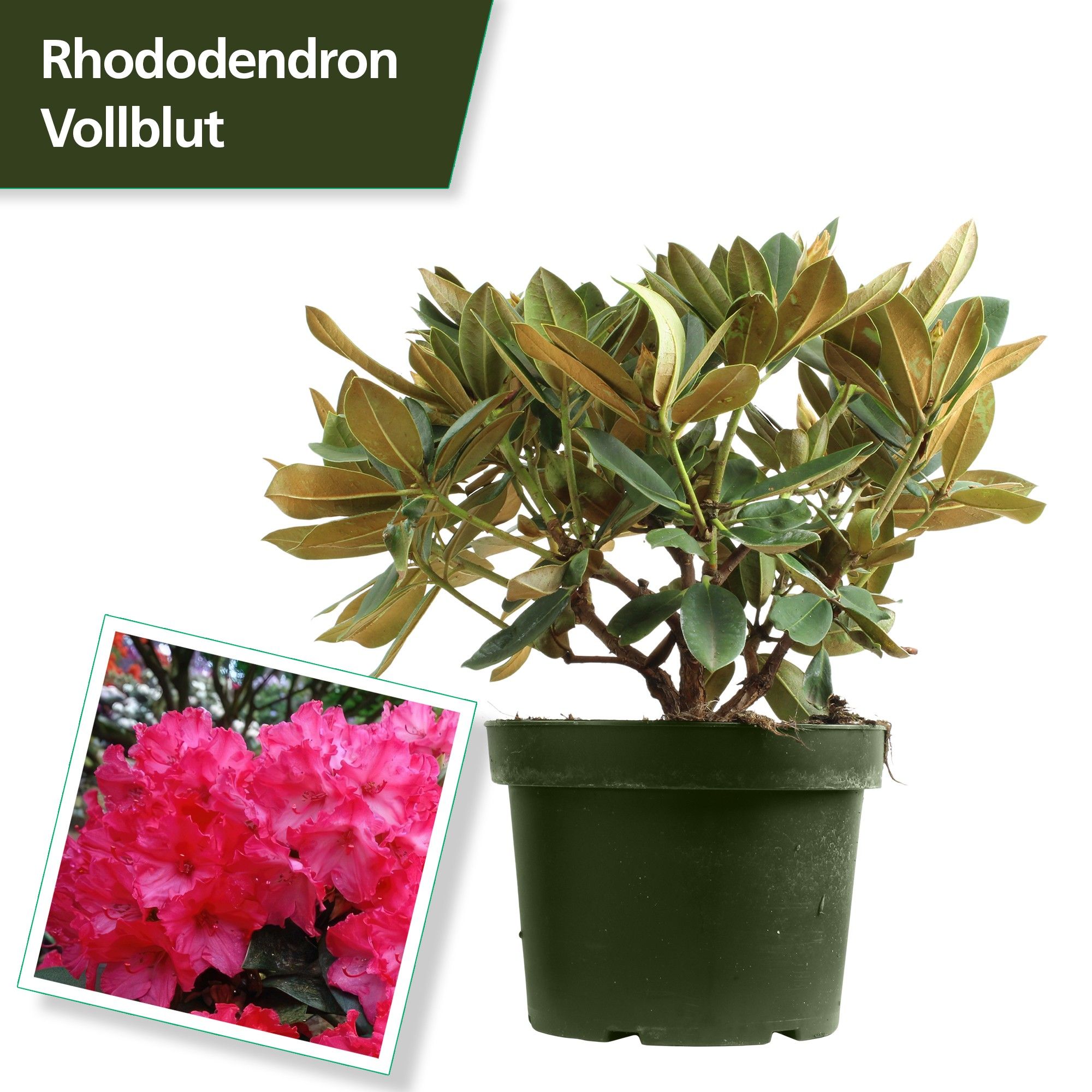 Rhodo. (Y) 'Vollblut' red, D 29