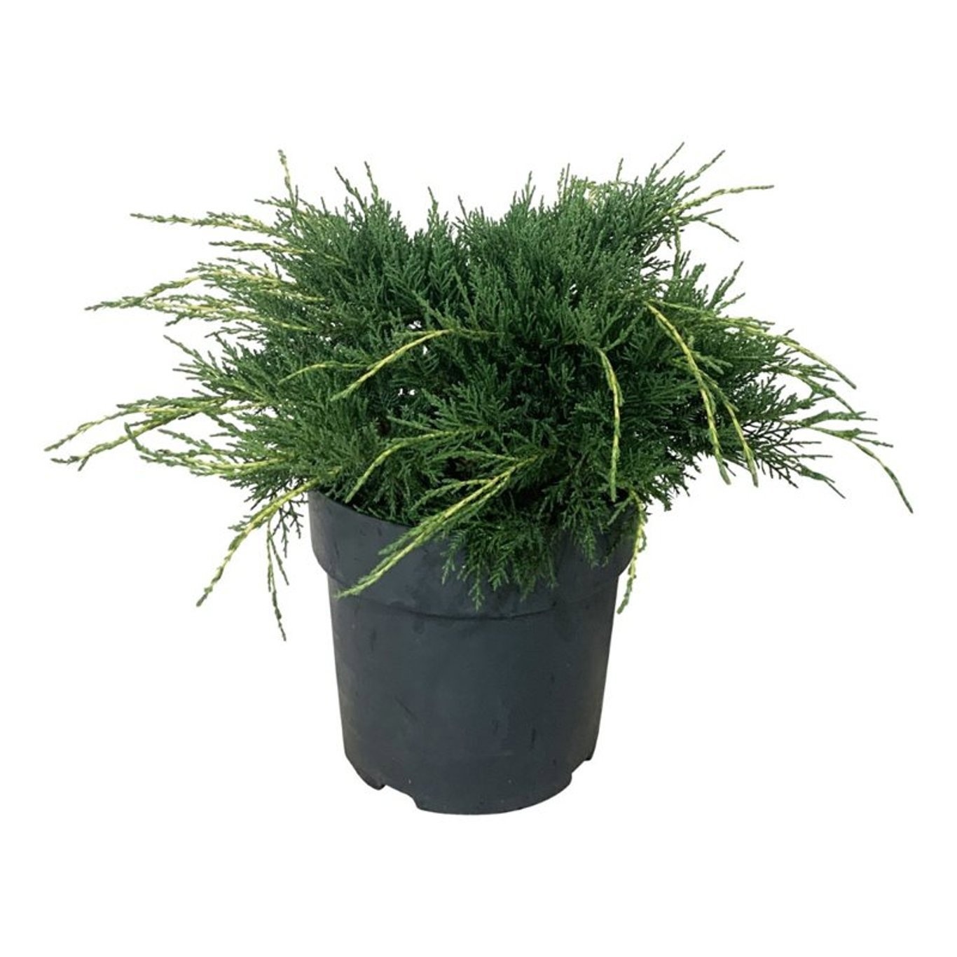 Juniperus pf. 'Pfitzeriana Aurea', D 24
