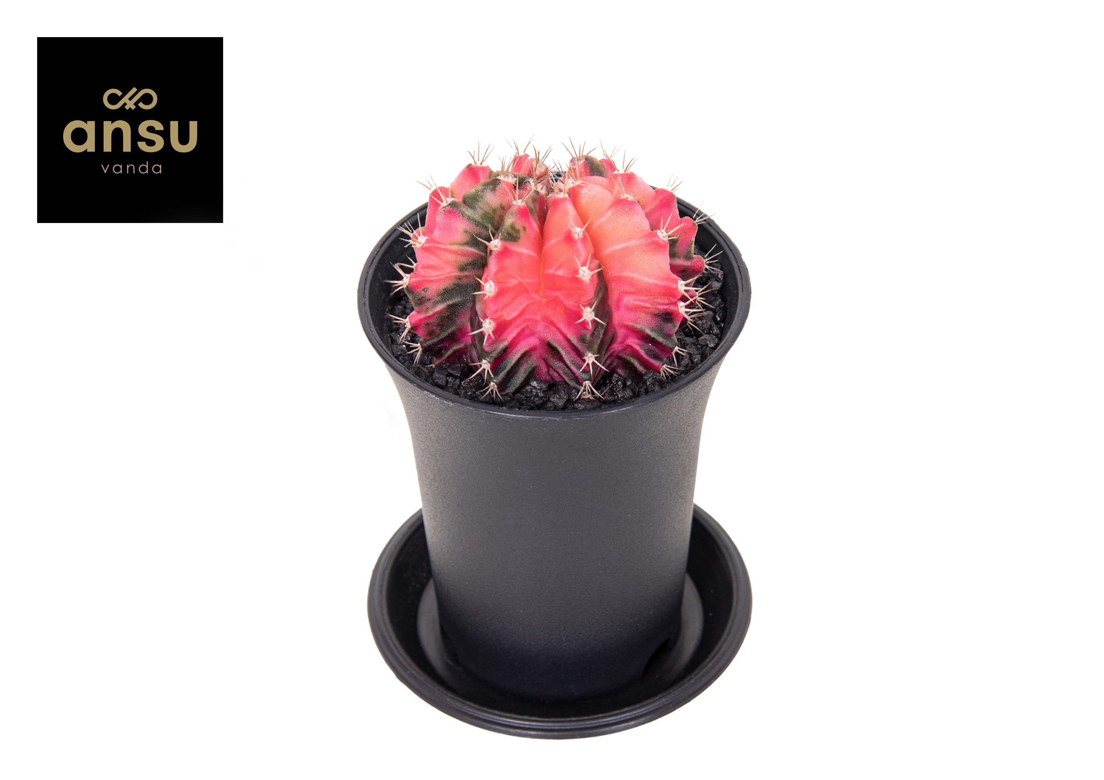 Gymno Cactus 'Variegated' EXTRA COLORED, D 7,5